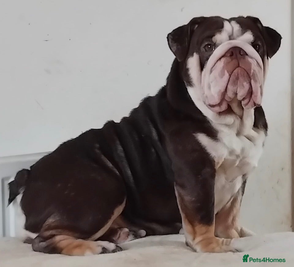 English Bulldog dogs Female English bulldog - Advert 14