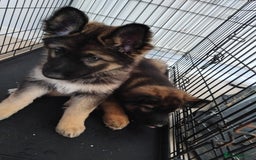 German Shepherd dogs for sale: 7 Beautiful German shepherd puppies 🐶 💜 🩵  - Image 7