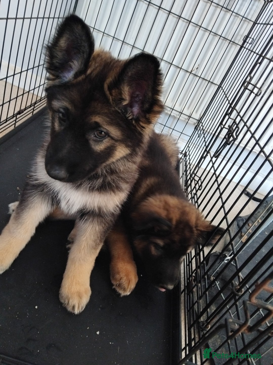 German Shepherd dogs for sale: 7 Beautiful German shepherd puppies 🐶 💜 🩵  - Image 7
