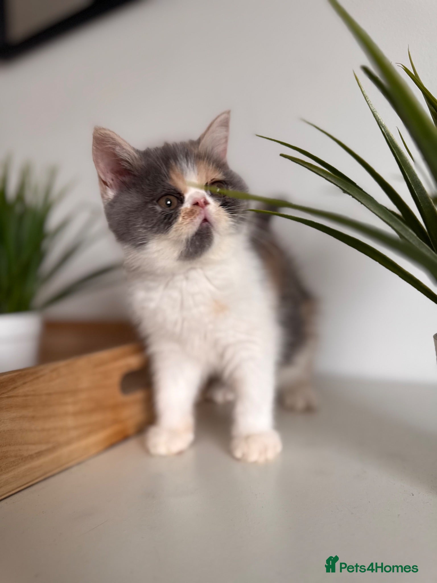 Exotic cats Exotic Persians  - Advert 2