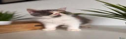 Exotic cats for sale: Exotic Persians  - Advert 14