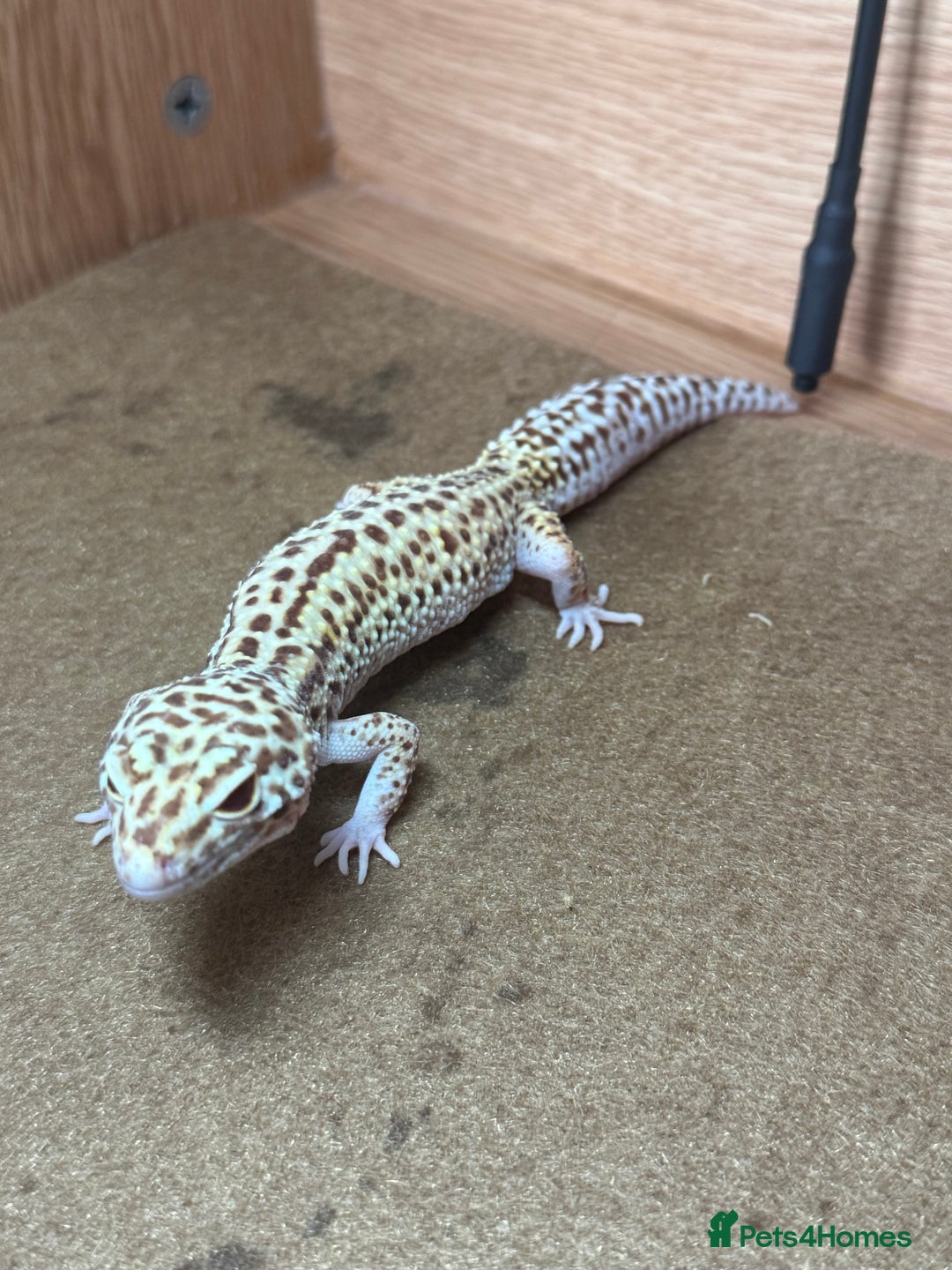 Leopard Gecko reptiles for sale: Female Leopard Gecko  - Image 5