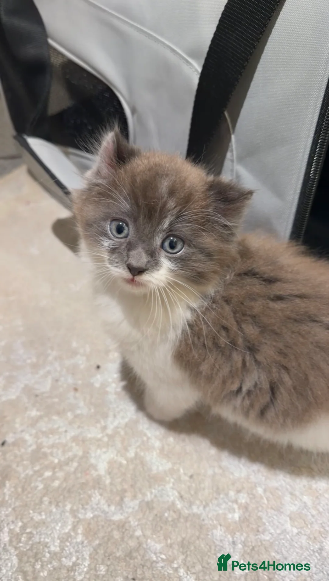 Mixed Breed cats for sale: domestic longhair kitten🐱 - Advert 2