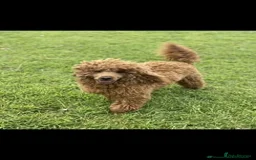 Cockapoo dogs for sale: 5* F1B Miniature Labradoodle Puppies - Image 13