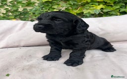Cocker Spaniel dogs for sale: Working cocker spaniel puppies - Image 5