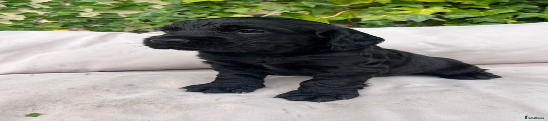 Cocker Spaniel Puppy 3