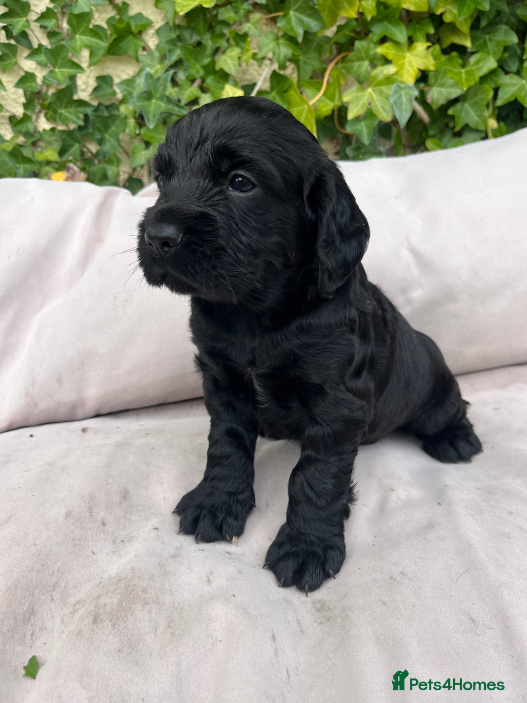 Cocker Spaniel dogs for sale: Working cocker spaniel puppies - Image 5