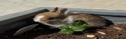 Netherland Dwarf rabbits for sale: Beautiful Netherland Dwarf kits  - Advert 3