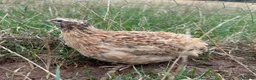 Quail poultry for sale: Male Breeding Quail in Towcester - Advert 2