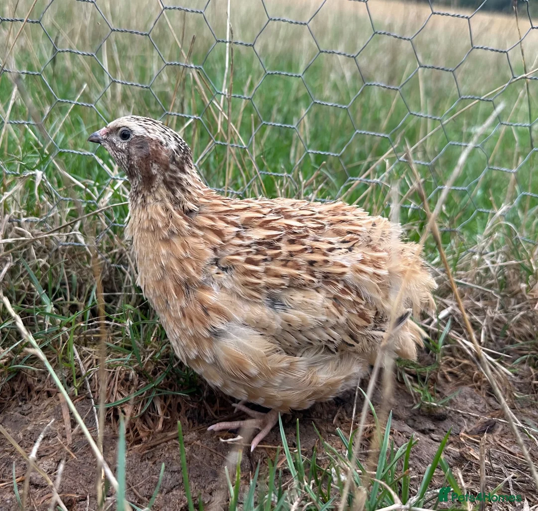 Quail poultry for sale: Male Breeding Quail in Towcester - Advert 2