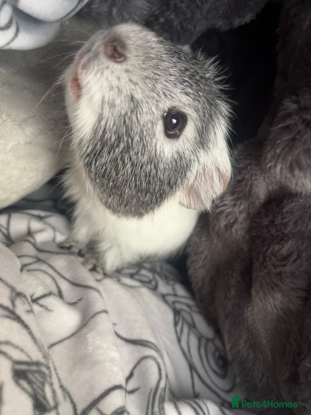 Guinea Pig rodents for sale: Bert and Earnie  - Advert 4