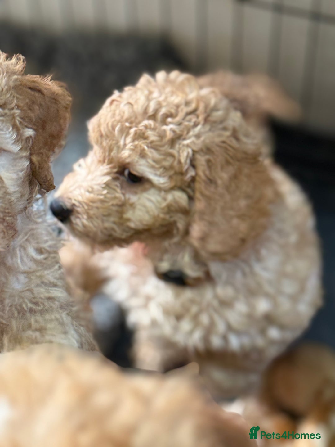 Australian Labradoodle dogs for sale: 5* Health tested Australian labradoodles  - Image 3