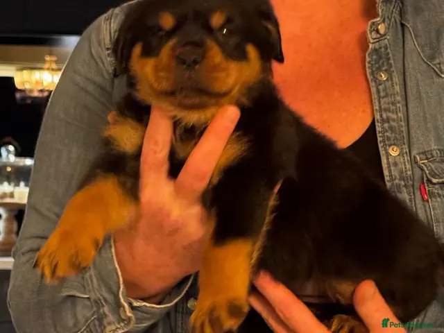 Rottweiler dogs for sale: Rottweiler last girl available £1500 - Advert 2