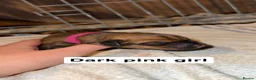 Mixed Breed dogs for sale: Rottweiler X German Shepherd X Staffy Puppies in Beauly - Advert 4