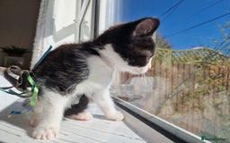 Domestic Shorthair cats for sale: Domestic shorthair kittens  - Image 11