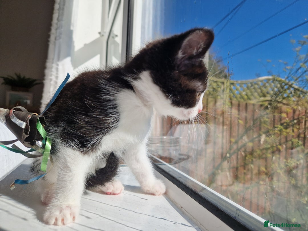 Domestic Shorthair cats for sale: Domestic shorthair kittens  - Image 11