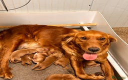 Golden Retriever dogs for sale: Dark Working Golden Retriever puppies - Image 2