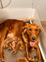 Golden Retriever dogs - Advert 16