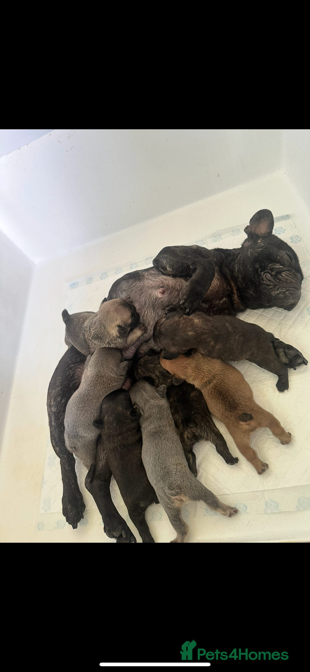 French Bulldog dogs for sale: KC Frenchies  - Advert 11