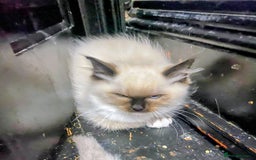 Ragdoll cats for sale: Pedigree Ragdolls for sale £495 - Image 10