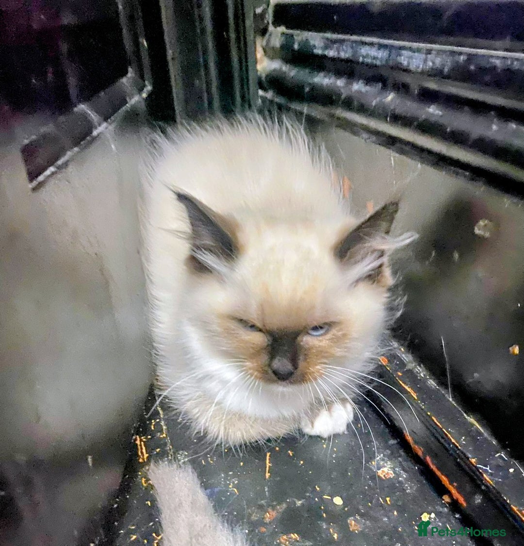 Ragdoll cats for sale: Pedigree Ragdolls for sale £495 - Image 10