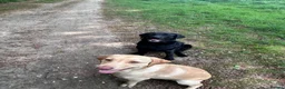 Labrador Retriever dogs for sale: Molly (black-F), Scribble (tan-M) in Winchester - Advert 1