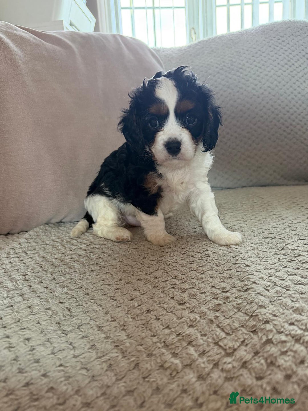 Cavapoo dogs for sale: Cavapoo boys from health tested parents  - Advert 11