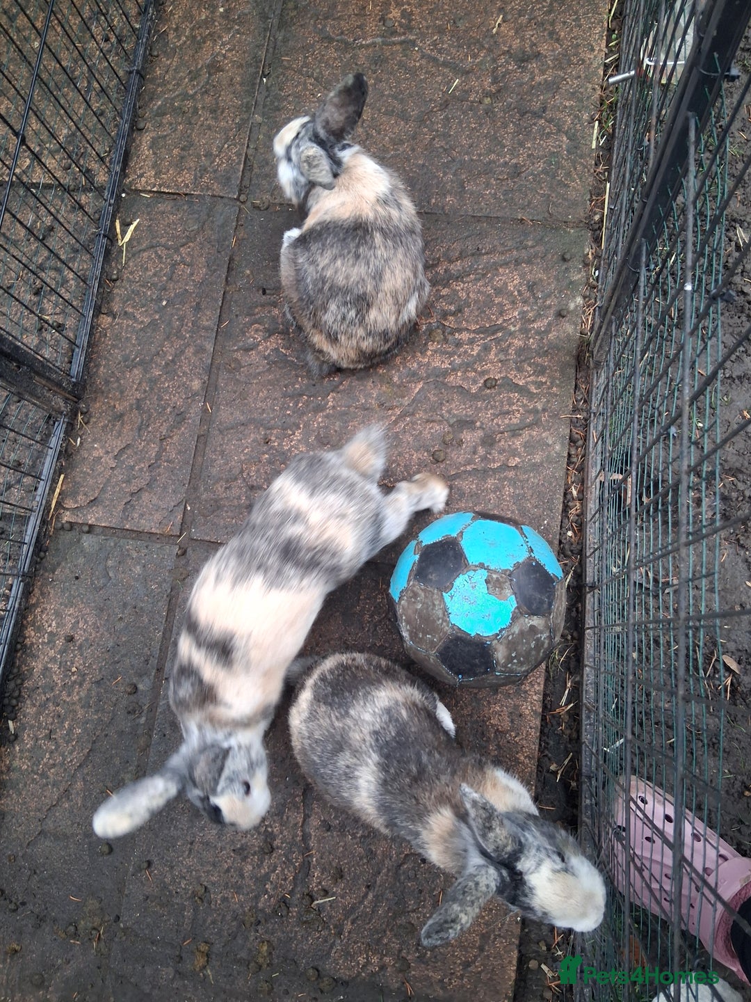 Mixed Breed rabbits for sale: Super cute rex x lop bunnies - Advert 9
