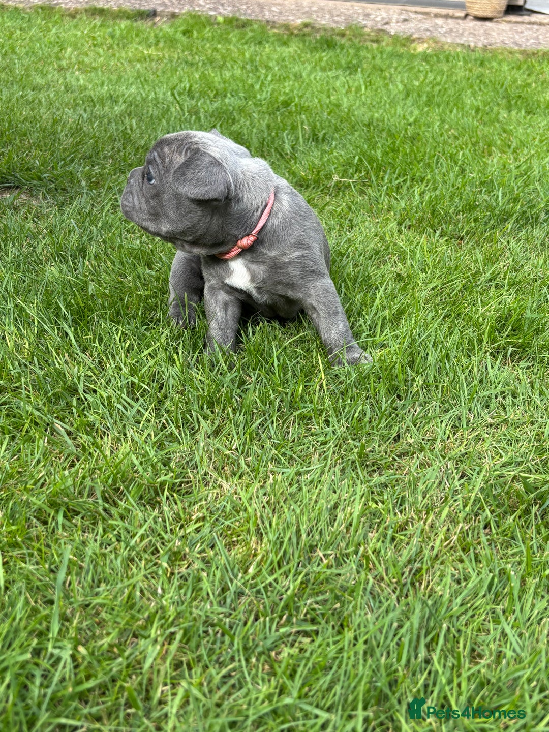 French Bulldog dogs for sale: Gorgeous French Bulldog Puppies. - Image 18