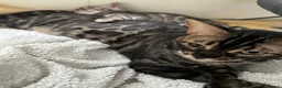 Bengal cats for sale: Stunning Silver Charcoal Bengal boy - Advert 18