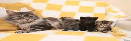 Mixed Breed cats for sale: Mixed Gray British Shorthair kittens 🩶 - Advert 23