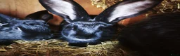 Continental Giant rabbits for sale: Continental giant baby rabbits - Advert 5