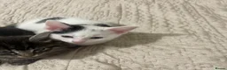 Mixed Breed cats for sale: 5 baby ready to be rehomed  - Advert 10