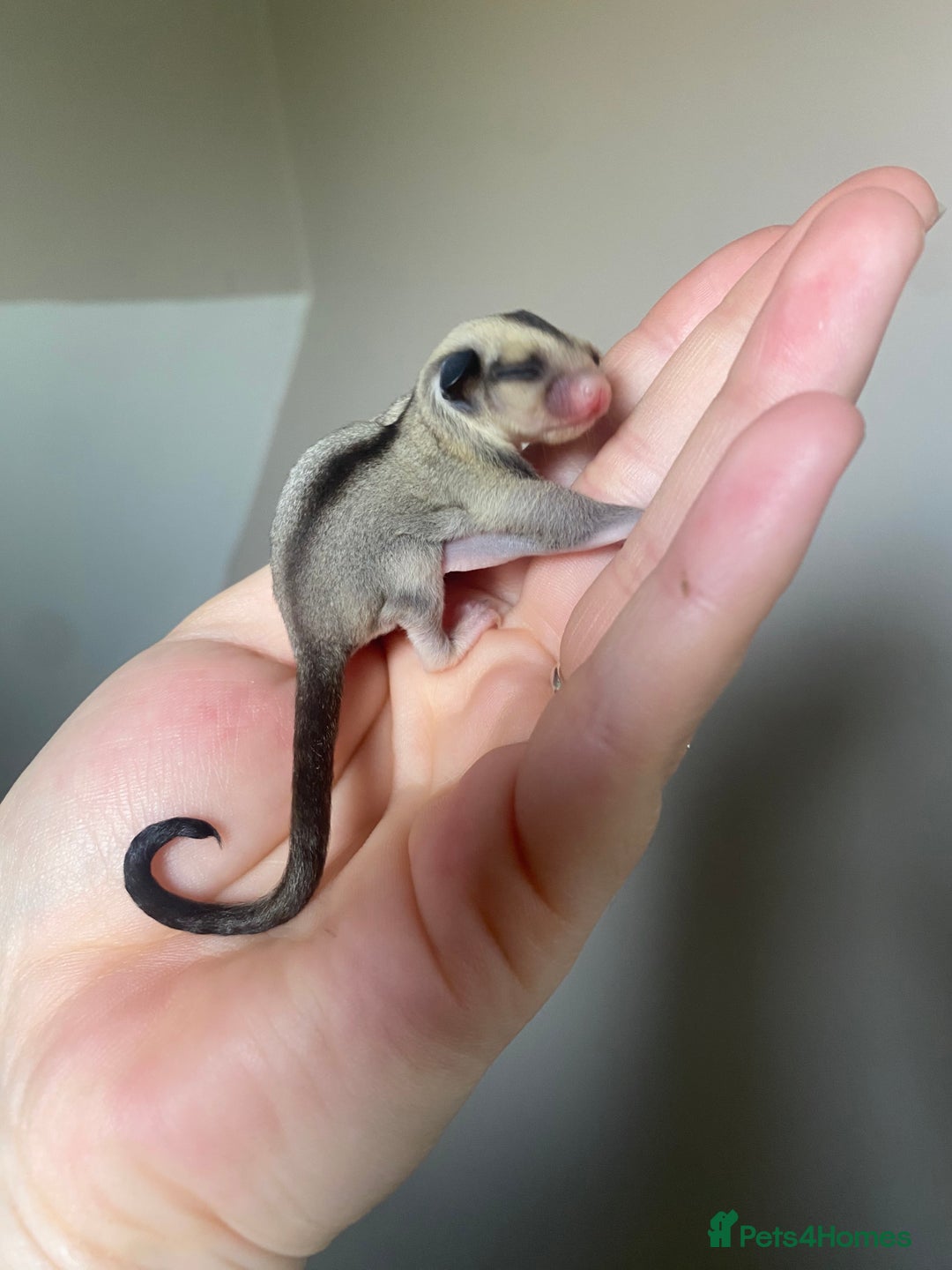 Sugar Glider rodents for sale: 2x male joeys BOTH RESERVED  - Image 6