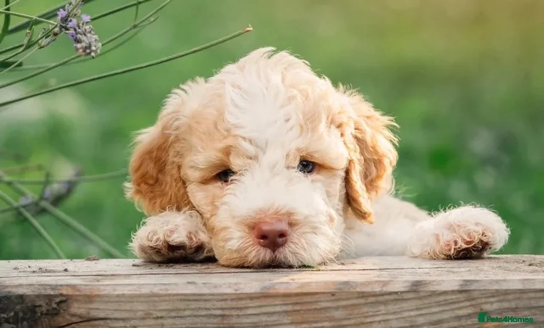 Lagotto Romagnolo dogs for sale: Gorgeous Truffle-trained DNA Tested Lagotto Puppy - Advert 1