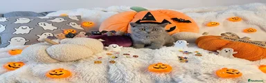 British Shorthair 5