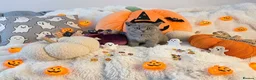 Brazilian Shorthair cats for sale: Pedigree British Shorthair kittens for sale  - Advert 5