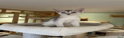 Abyssinian cats for sale: Silver Abyssinian kittens  - Advert 11