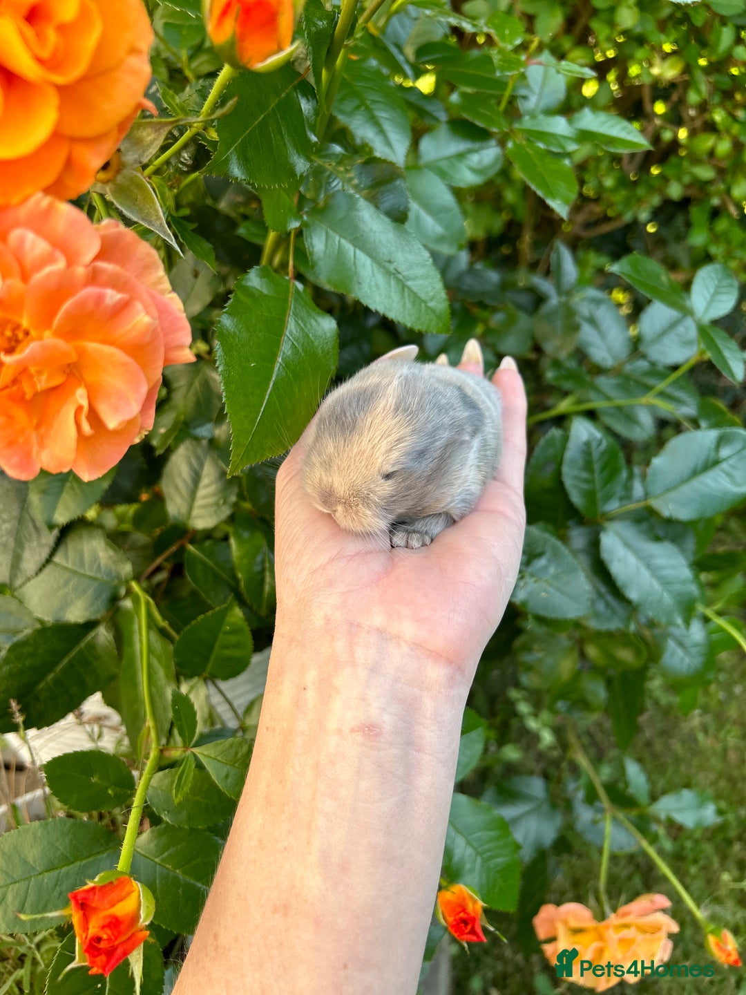 Mini Lop rabbits for sale: ⭐ PEDIGREE MINI LOP BABY BUNNIES ⭐  - Image 12