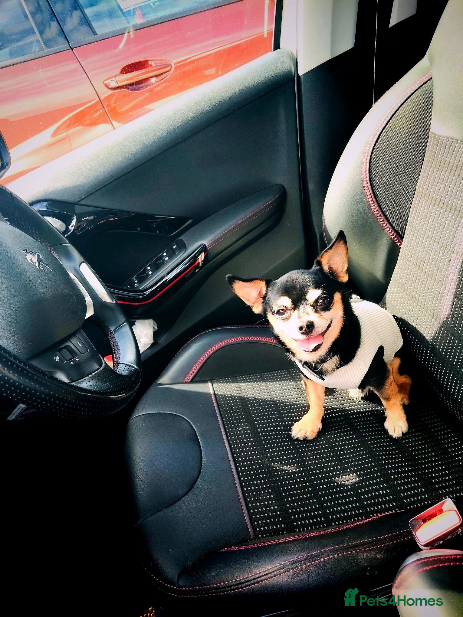 Chihuahua dogs Handsome Chihuahua Boy Available For Stud! - Advert 2