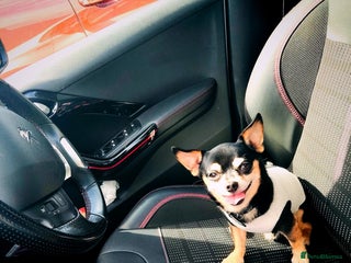 Chihuahua dogs Handsome Chihuahua Boy Available For Stud! - Advert 1