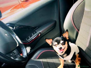 Chihuahua dogs Handsome Chihuahua Boy Available For Stud! - Advert 19
