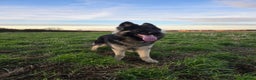 German Shepherd dogs for stud: Chunky GSD male for stud  in Redcar - Advert 21