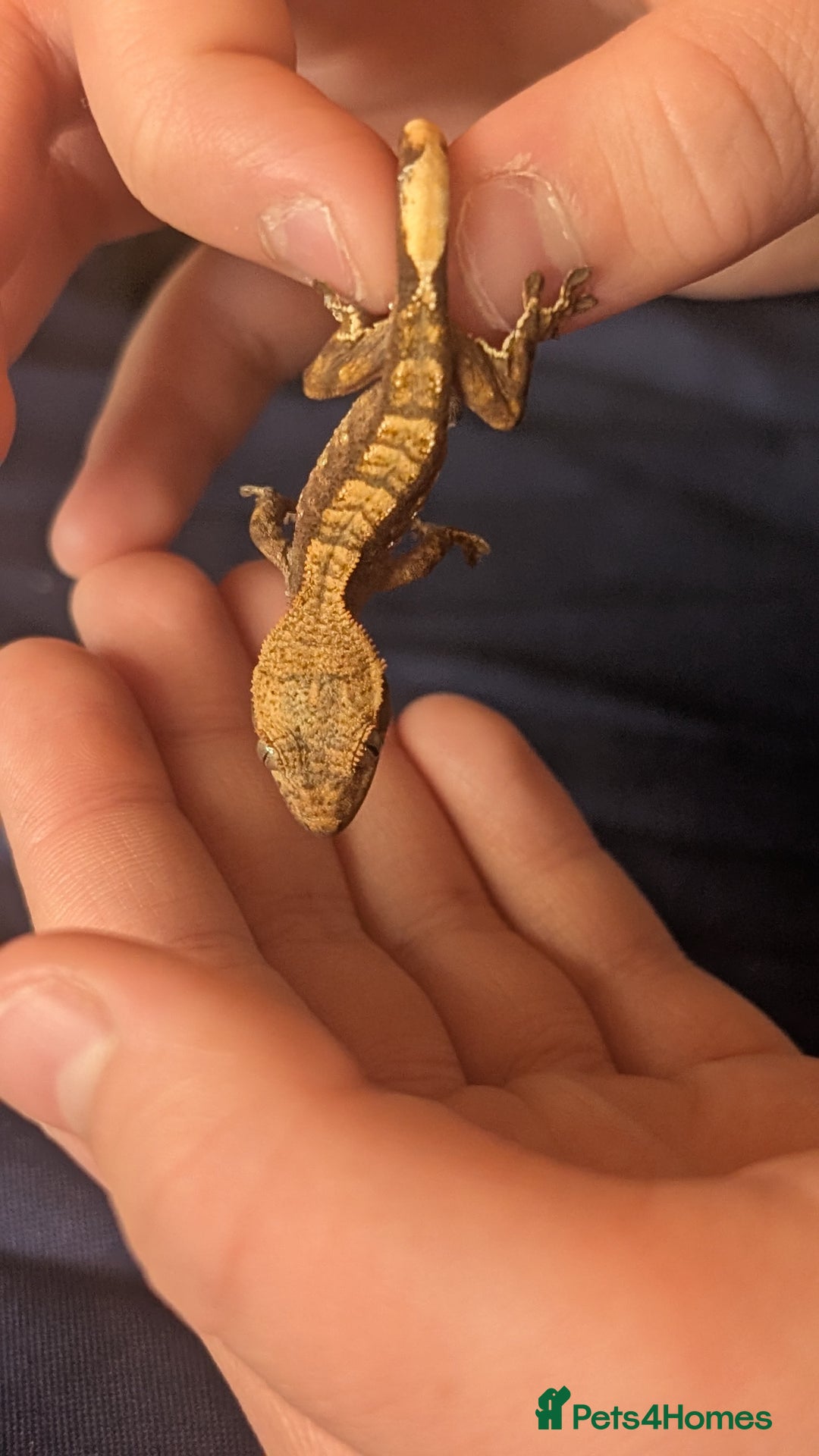 Gecko reptiles for sale: Crested Gecko Babies - Advert 2
