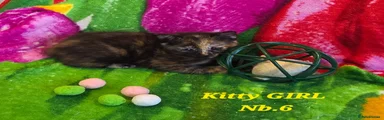American Shorthair 5