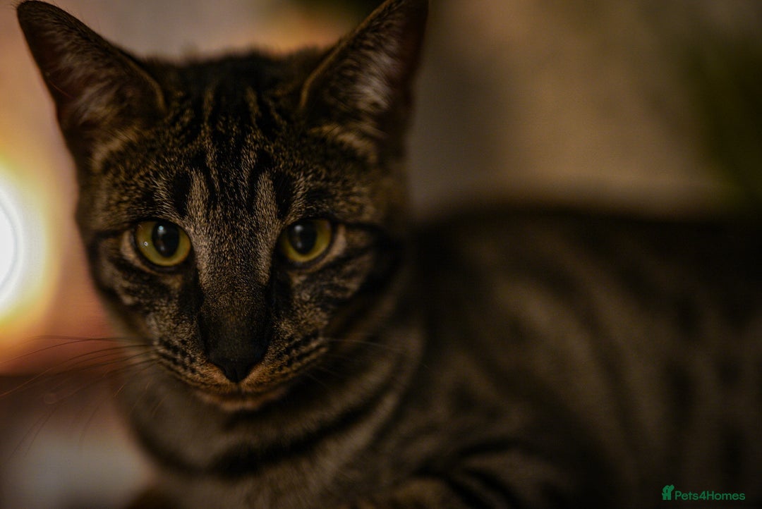 Savannah cats for sale: Savannah F5 cat female 9 months  - Advert 1