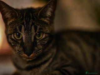 Savannah cats Savannah F5 cat female 9 months - Advert 1