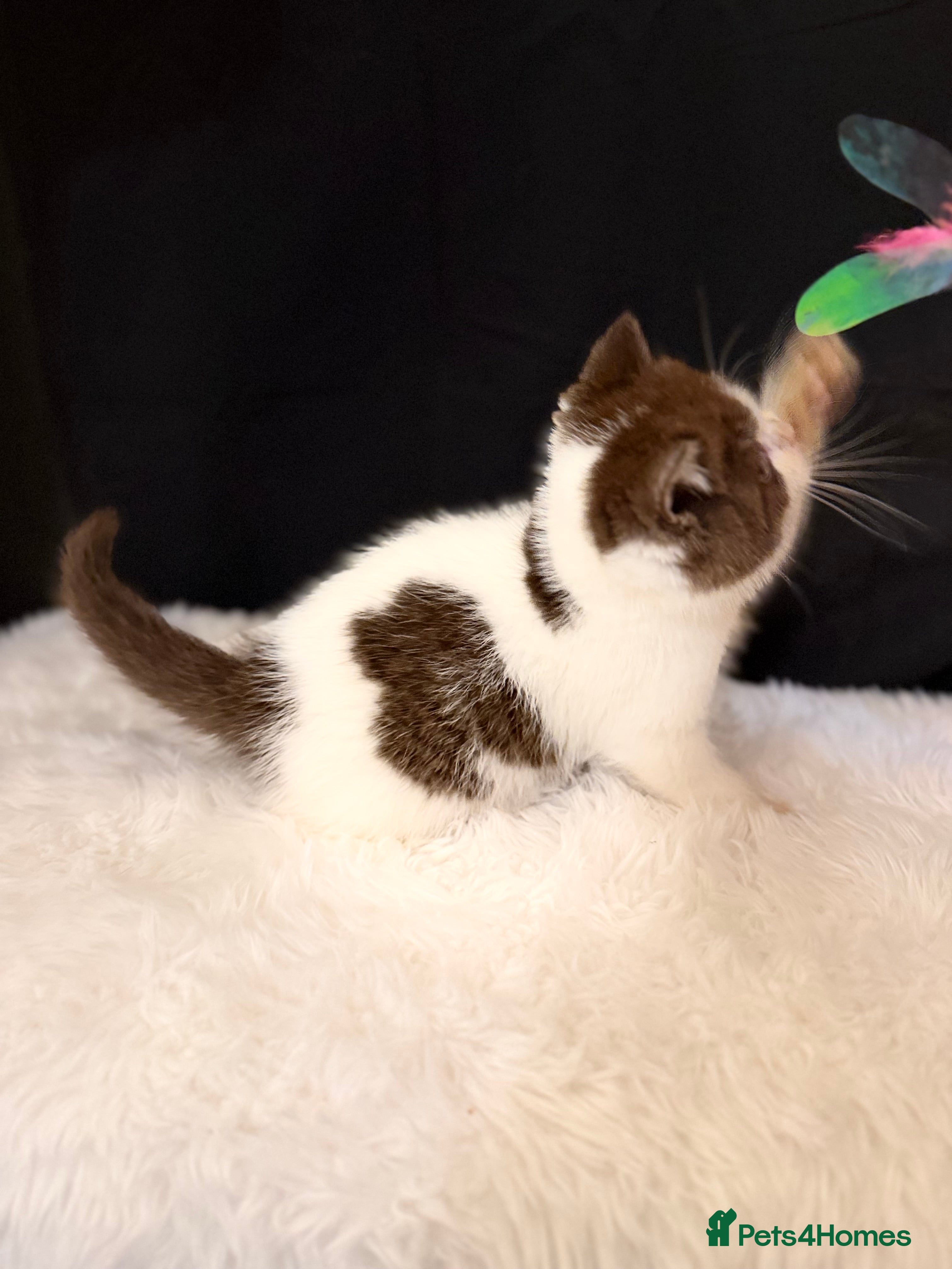 British Shorthair cats 2 lovely boys - READY NOW - Full Pedigree BSH - Advert 4