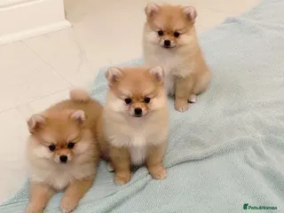 Pomeranian dogs Pomeranian puppies - Advert 2