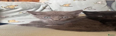 Smokey grey boy 